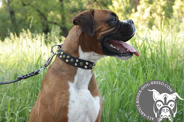 Comfortable Leather Collar for Boxer Walking in Style