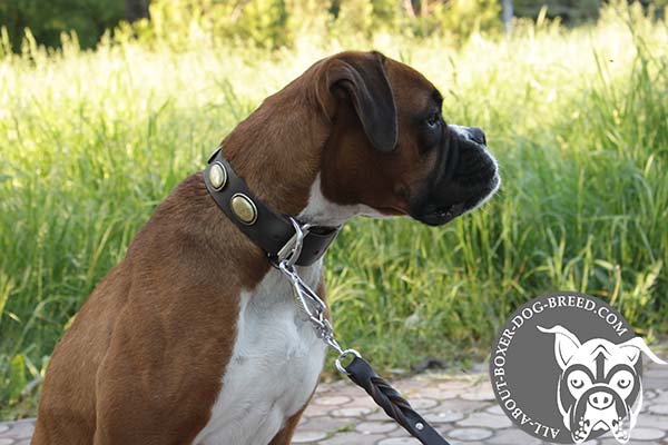 Decorated Leather Boxer Collar for Walking and Training