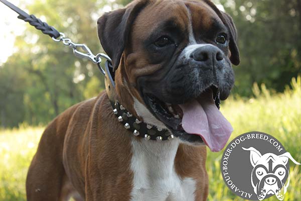 Multifunctional Leather Dog Collar for Boxer