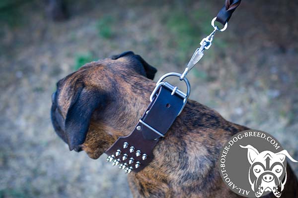 Wide Boxer Collar with Reliable Buckle 
