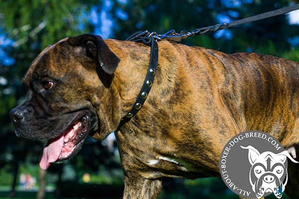 Reliable Leather Studded Collar for Boxer 