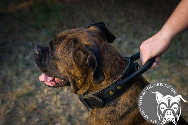 Comfortable Leather Boxer Collar