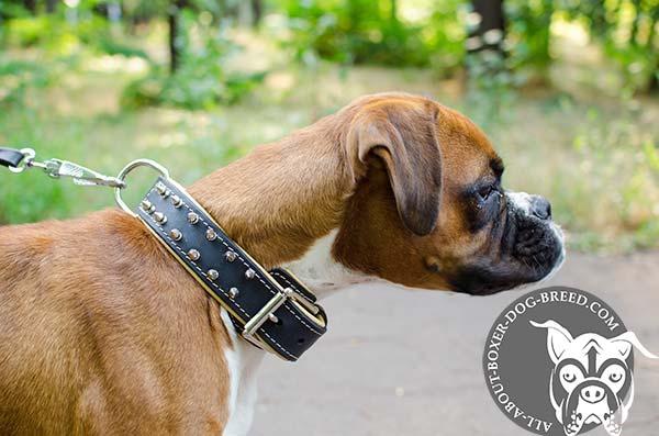 Extra Strong Leather Collar with Studs for Boxer