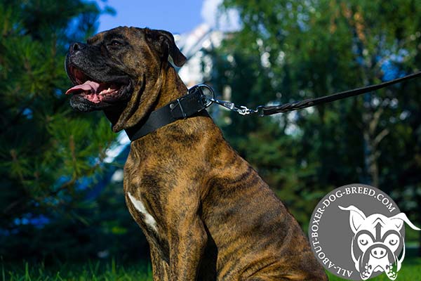 Reliable Leather Boxer Collar for Walking and Training