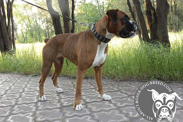 Best Quality Leather Dog Collar for Boxer