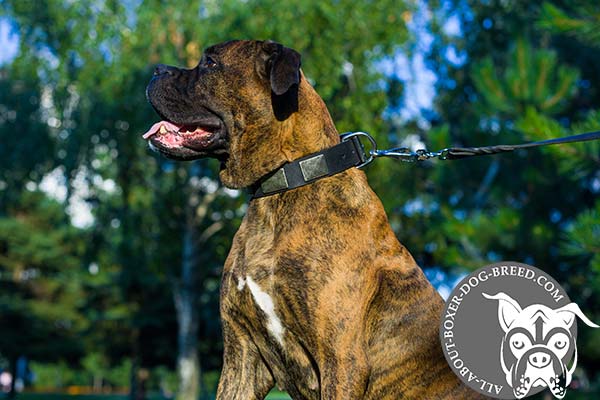 Wide Leather Dog Collar for Boxer