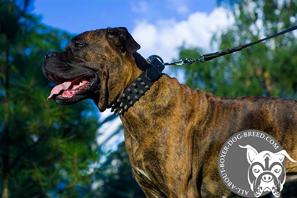 Extra Strong Leather Boxer Collar