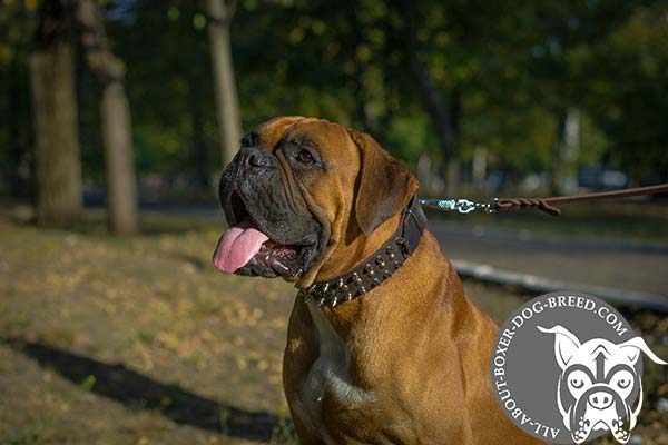 High Quality Leather Boxer Collar 