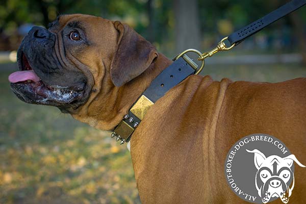 Wide Leather Boxer Collar with D-Ring for Leash Attachment