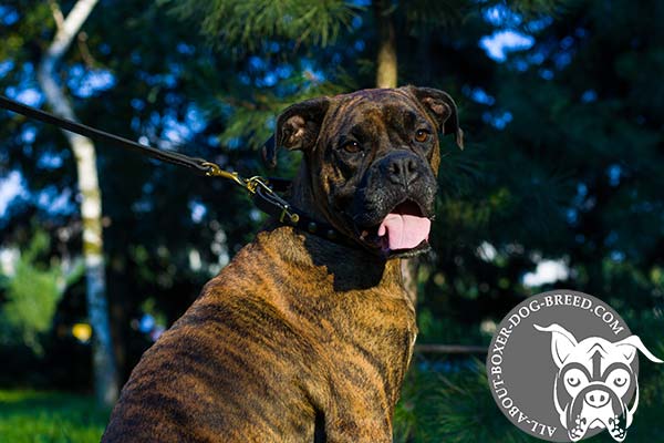 Leather Dog Collar with Half Balls for Boxer