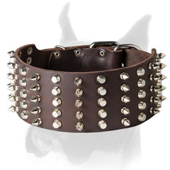 Shiny spikes and studs for leather Boxer collar