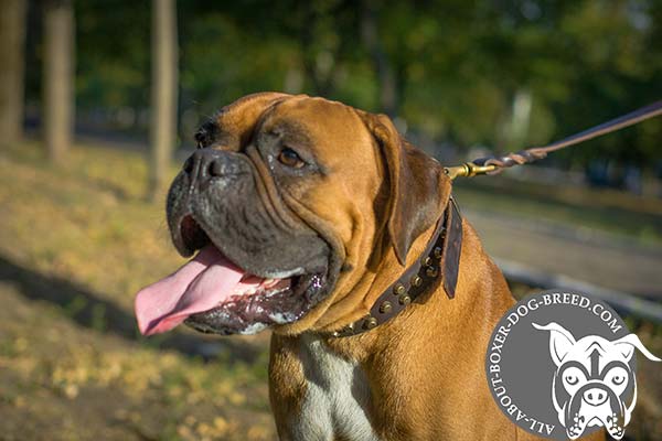 Perfect Leather Decorated Boxer Collar for Walks