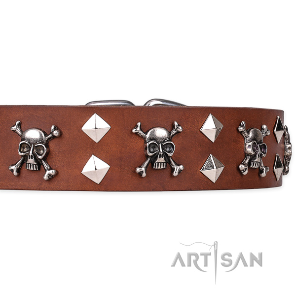 Casual style leather dog collar with incredible studs