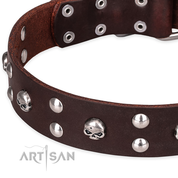 Everyday leather dog collar with fashionable studs