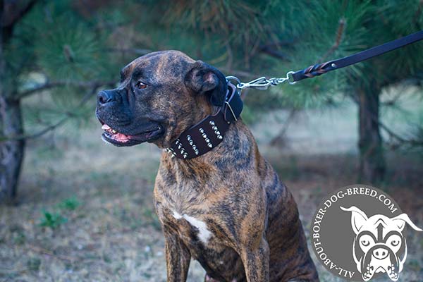 Extremely Strong Leather Boxer Collar