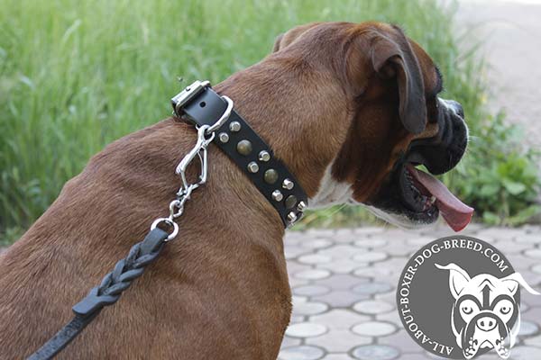 Strong D-Ring for Leash Attachment on Boxer Collar