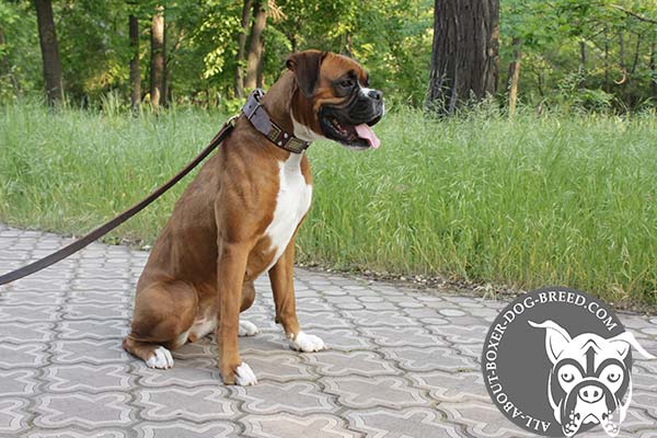 Functional Leather Collar for Boxer Walking and Training