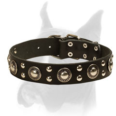 Silver Adorned Leather Collar for Walking