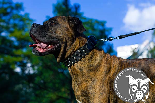 Amazing Leather Boxer Collar for Walking