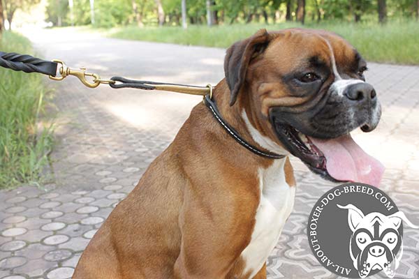 Hand Stitched Leather Choke Collar for Boxer Obedience Training