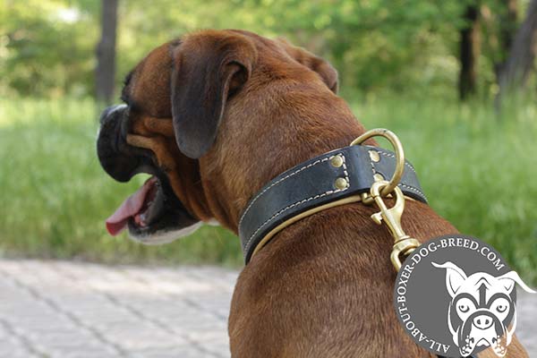 Reliable Brass D-Ring on Leather Boxer Collar