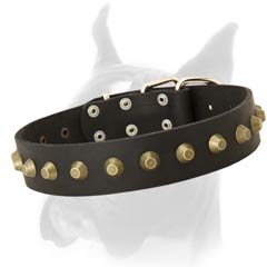 Wide Every Day Leather Collar for Boxer with Blunted Brass Studs Decoration