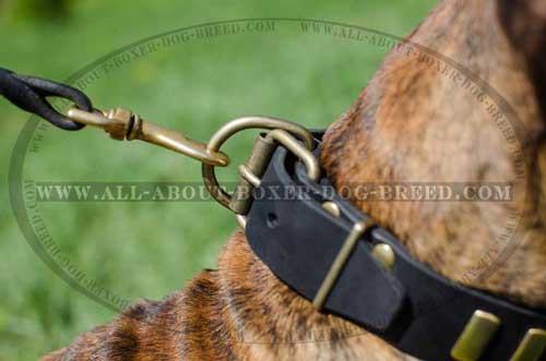 Wide leather collar with brass vertical plates for Boxer