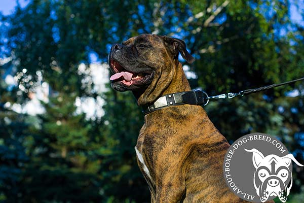 Leather Dog Collar with Nickel Plated Hardware for Boxer