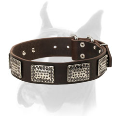 Extra wide leather collar with rust proof hardware for Boxer