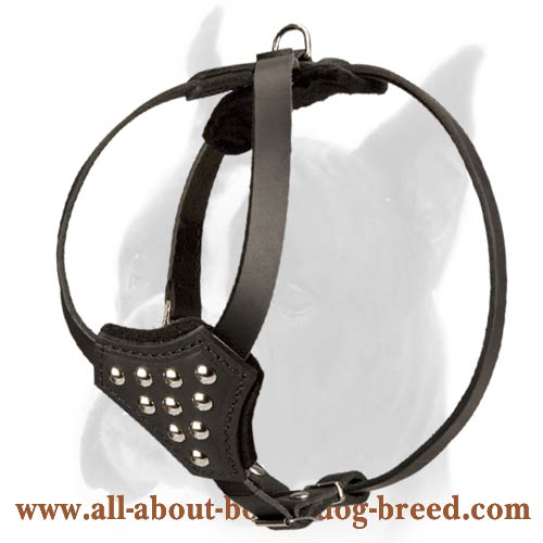 Leather Harness with handle to walk Boxer