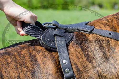 Boxer Leather Harness With Water Resistant Hardware