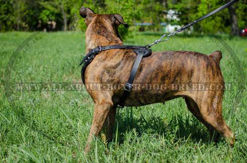 Multifunctional Boxer Leather Harness