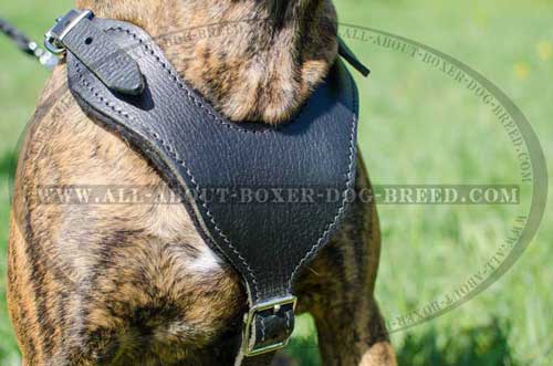 Leather Harness For Free Boxer Walking