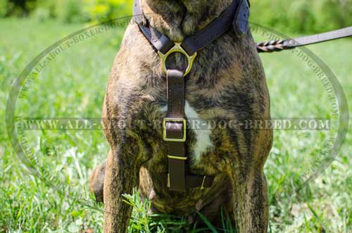 Leather Harness For Successful Boxer Trainings