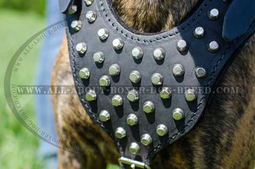 Presentable Boxer Leather Harness