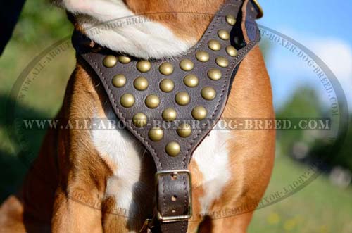 Exclusive Dog Harness with Studs