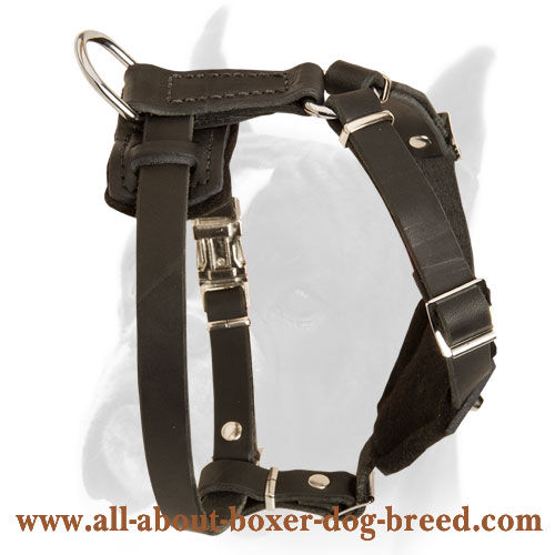 Leather Harness with handle to walk Boxer