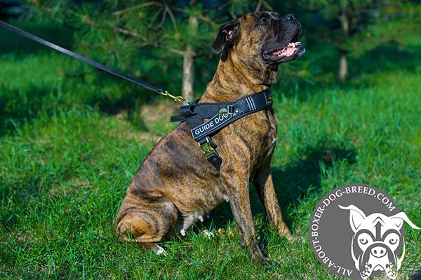 Boxer Guide Harness with 2 Ply Leather Front Chest Strap